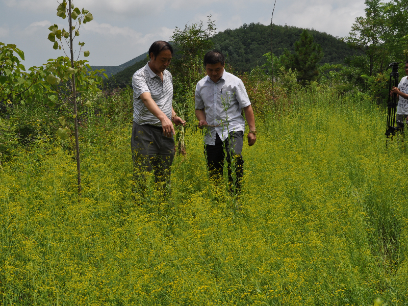 kok官网app体育都中药材种植基地